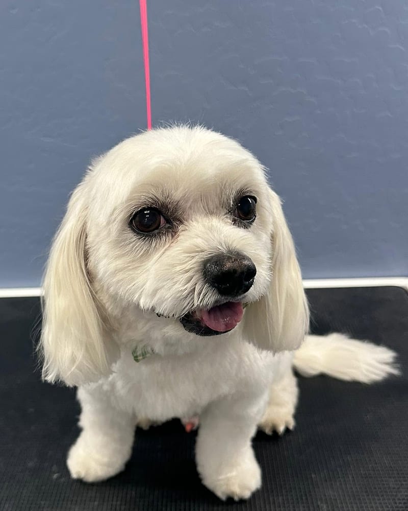 The same white dog after a clean, tidy full groom.