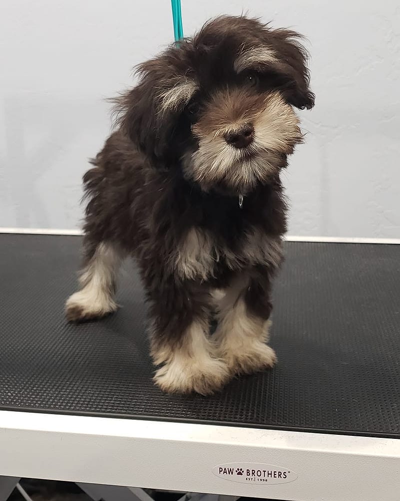 A scruffy brown-and-white doodle puppy before grooming.